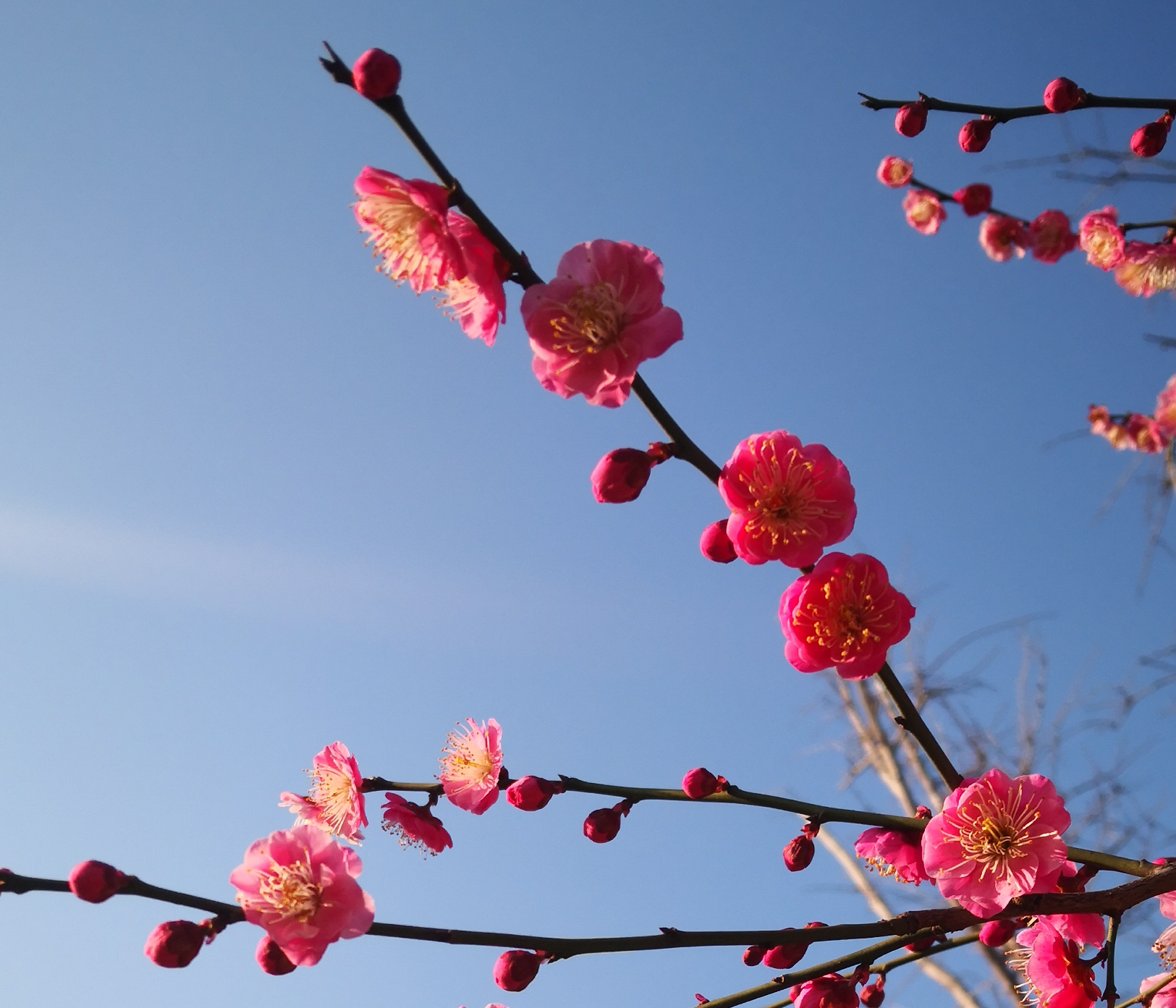 戰(zhàn)疫情守護(hù)家園，富爾頓“疫”在行動(dòng)